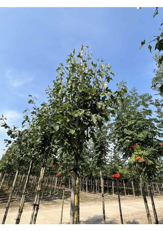 Elsbeere | Sorbus torminalis