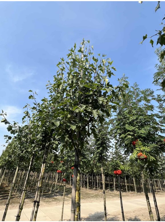 Elsbeere | Sorbus torminalis Elsbeere | Sorbus torminalis