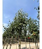 Elsbeere | Sorbus torminalis Elsbeere | Sorbus torminalis