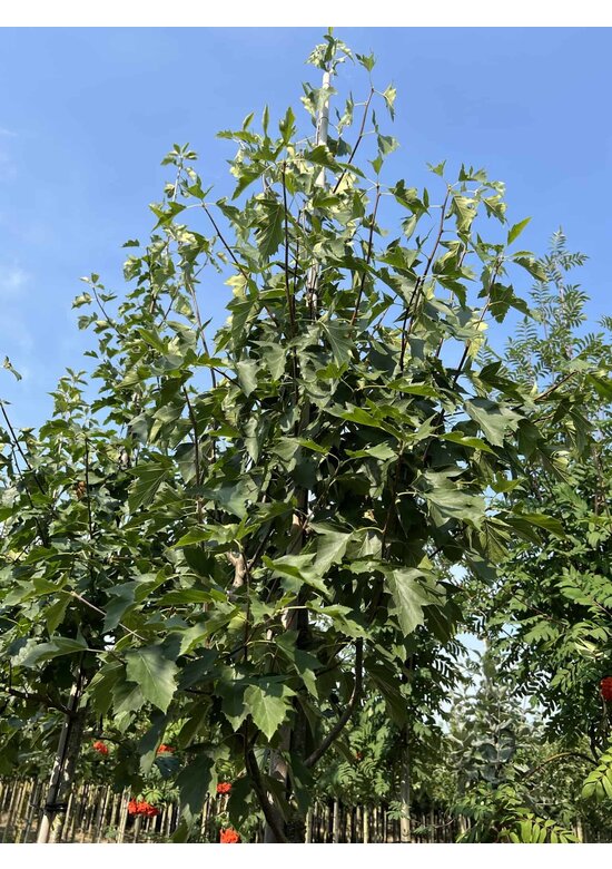 Elsbeere | Sorbus torminalis