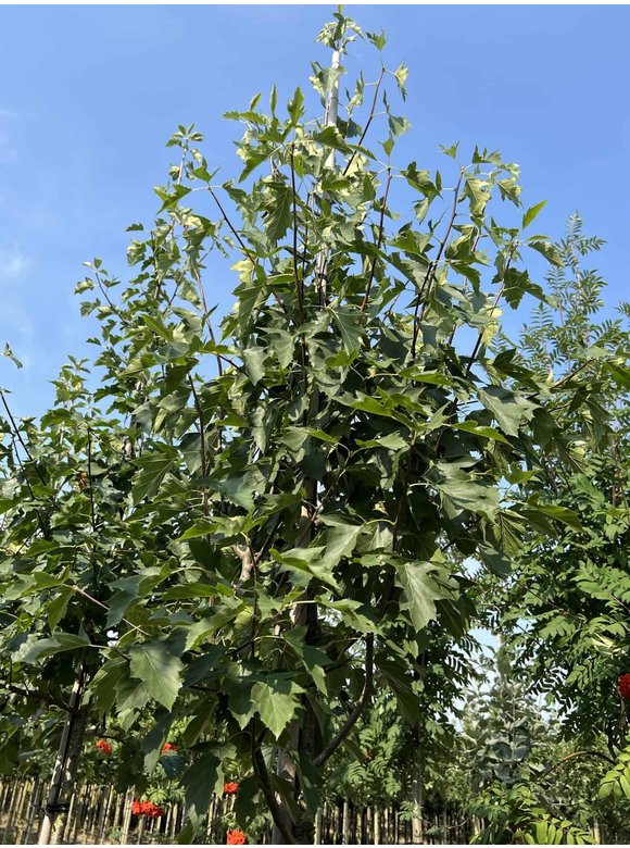 Elsbeere | Sorbus torminalis Elsbeere | Sorbus torminalis