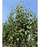 Elsbeere | Sorbus torminalis Elsbeere | Sorbus torminalis