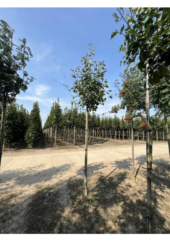 Elsbeere | Sorbus torminalis