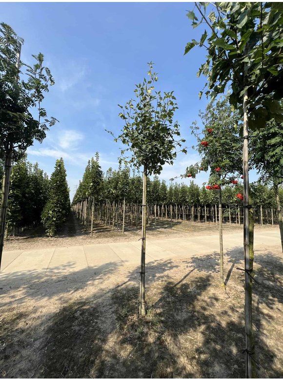 Elsbeere | Sorbus torminalis Elsbeere | Sorbus torminalis