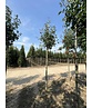 Elsbeere | Sorbus torminalis Elsbeere | Sorbus torminalis