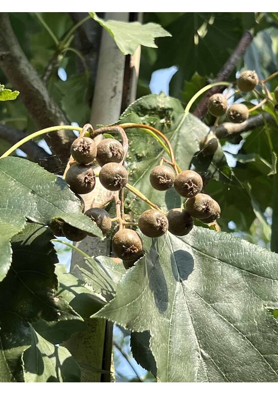 Elsbeere | Sorbus torminalis