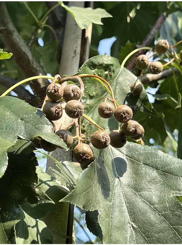 Elsbeere | Sorbus torminalis Elsbeere | Sorbus torminalis