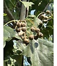 Elsbeere | Sorbus torminalis Elsbeere | Sorbus torminalis