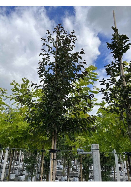 Storaxbaum | Styrax japonicus