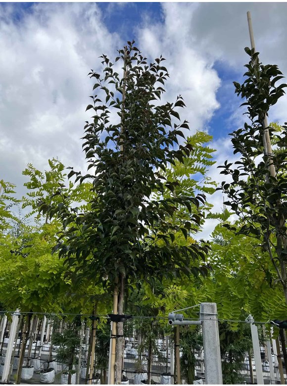 Storaxbaum | Styrax japonicus Storaxbaum | Styrax japonicus
