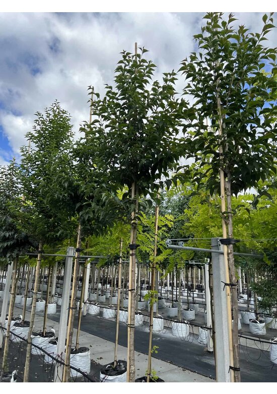 Japanischer Storaxbaum | Styrax japonicus