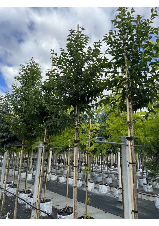 Storaxbaum | Styrax japonicus