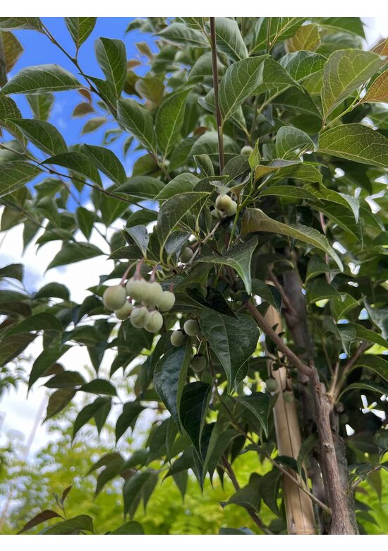 Storaxbaum | Styrax japonicus