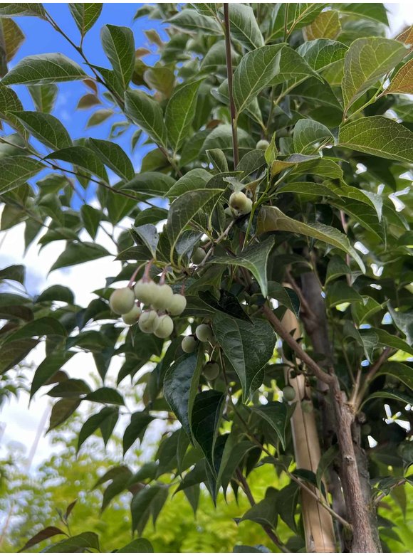 Storaxbaum | Styrax japonicus Storaxbaum | Styrax japonicus
