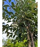 Japanischer Storaxbaum | Styrax japonicus