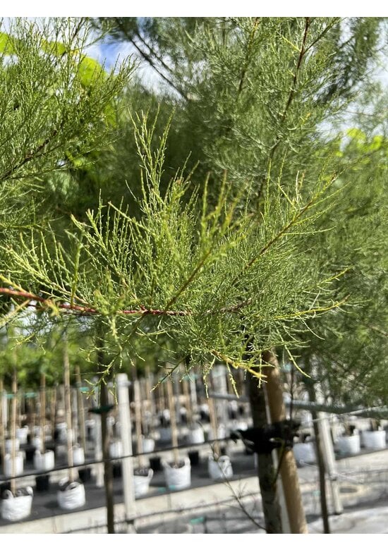 Viermännige Tamariske | Tamarix tetrandra
