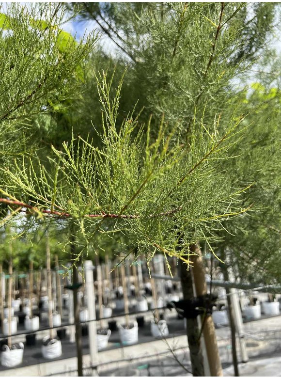 Viermännige Tamariske | Tamarix tetrandra Viermännige Tamariske | Tamarix tetrandra