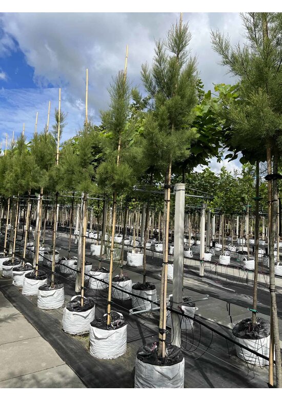 Viermännige Tamariske | Tamarix tetrandra