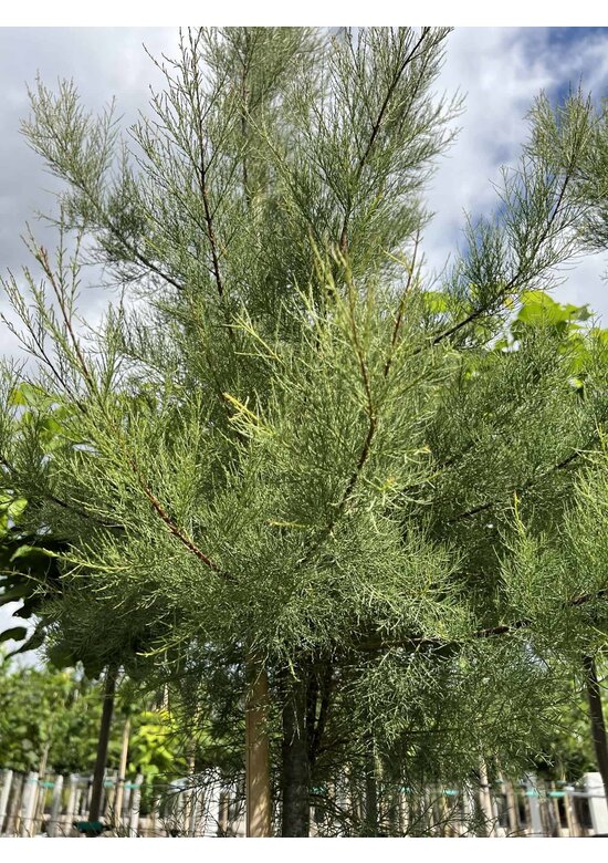 Viermännige Tamariske | Tamarix tetrandra