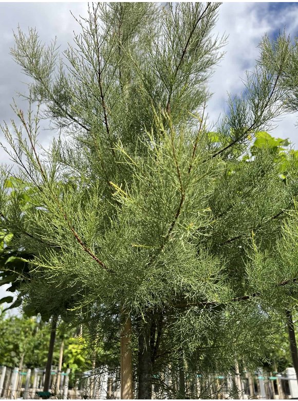 Viermännige Tamariske | Tamarix tetrandra Viermännige Tamariske | Tamarix tetrandra