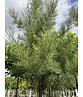 Viermännige Tamariske | Tamarix tetrandra