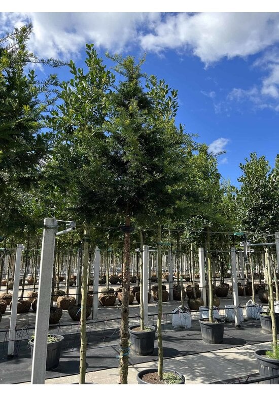 Gemeine Eibe | Taxus baccata