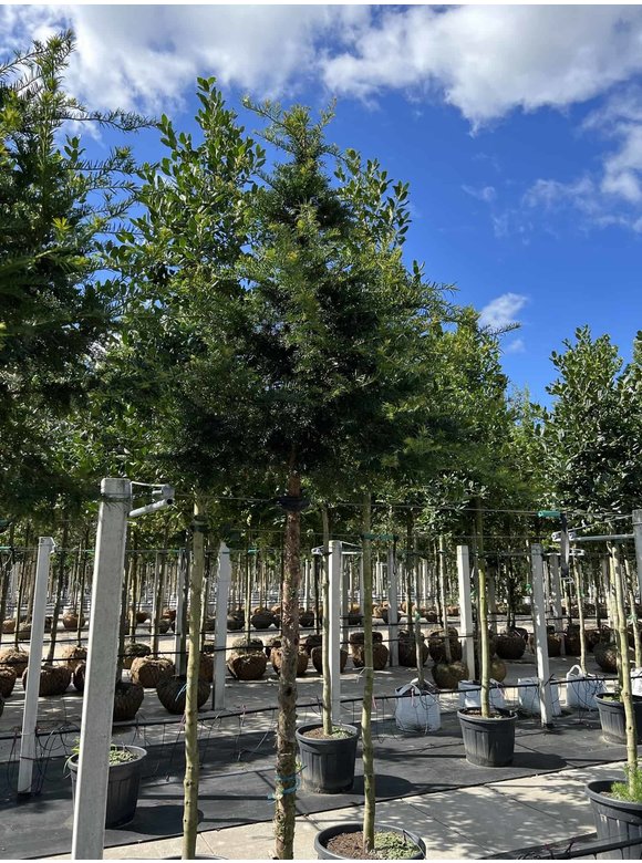 Gemeine Eibe | Taxus baccata Gemeine Eibe | Taxus baccata