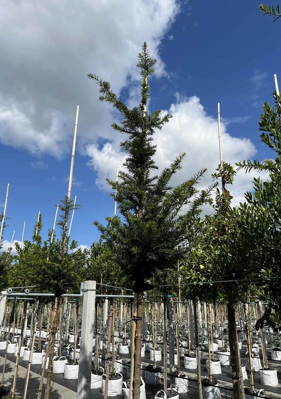 thuja occidentalis argento culta rh d3 Herb Pharm Thuja main image 0