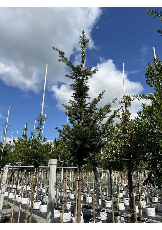 Gemeine Eibe | Taxus baccata