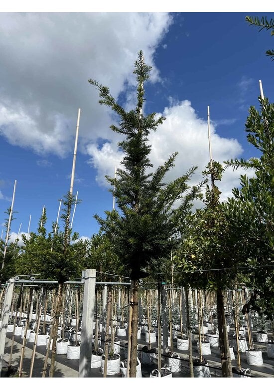 Gemeine Eibe | Taxus baccata