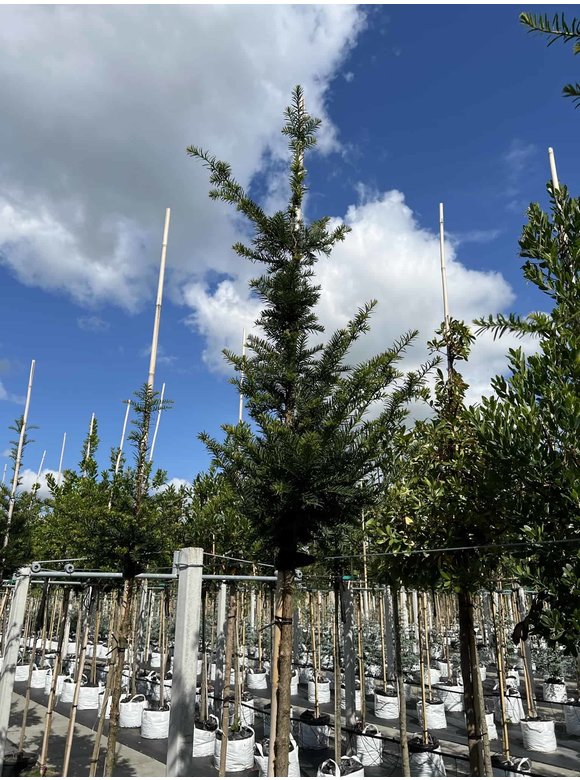 Gemeine Eibe | Taxus baccata Gemeine Eibe | Taxus baccata