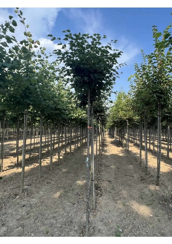 Kugel-Winterlinde 'Green Globe' | Tilia cordata 'Green Globe'