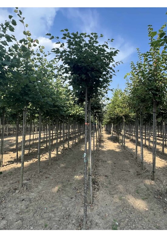 Kugel-Winterlinde 'Green Globe' | Tilia cordata 'Green Globe'
