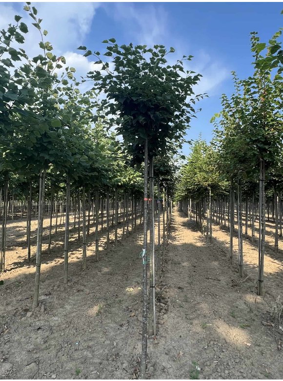 Kugel-Winterlinde 'Green Globe' | Tilia cordata 'Green Globe' Kugel-Winterlinde 'Green Globe' | Tilia cordata 'Green Globe'