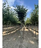 Kugel-Winterlinde 'Green Globe' | Tilia cordata 'Green Globe'