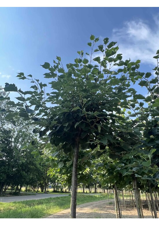 Kugel-Winterlinde 'Green Globe' | Tilia cordata 'Green Globe' Kugel-Winterlinde 'Green Globe' | Tilia cordata 'Green Globe'