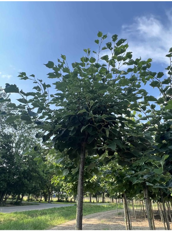 Kugel-Winterlinde 'Green Globe' | Tilia cordata 'Green Globe' Kugel-Winterlinde 'Green Globe' | Tilia cordata 'Green Globe'
