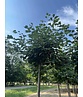 Kugel-Winterlinde 'Green Globe' | Tilia cordata 'Green Globe'