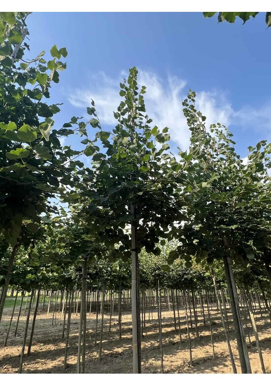 Winter-Linde 'Rancho' | Tilia cordata 'Rancho'