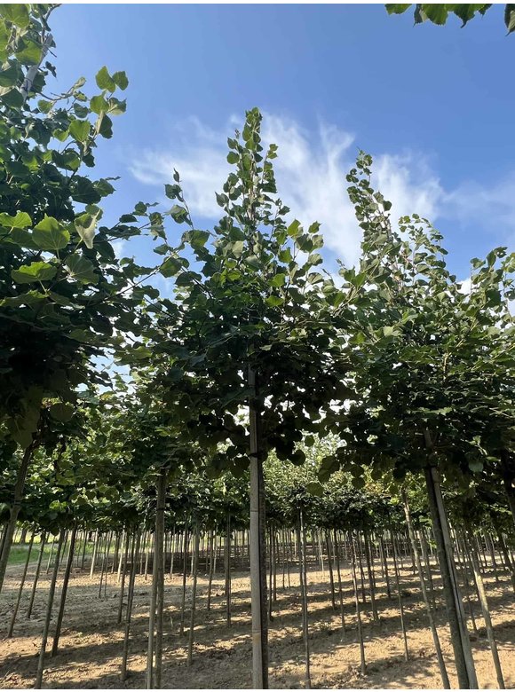 Winter-Linde 'Rancho' | Tilia cordata 'Rancho' Winter-Linde 'Rancho' | Tilia cordata 'Rancho'
