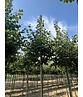 Winter-Linde 'Rancho' | Tilia cordata 'Rancho'