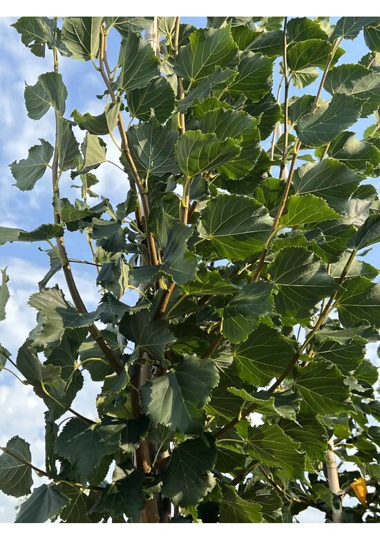 Winter-Linde 'Rancho' | Tilia cordata 'Rancho'