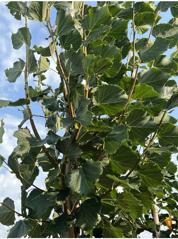 Winter-Linde 'Rancho' | Tilia cordata 'Rancho' Winter-Linde 'Rancho' | Tilia cordata 'Rancho'