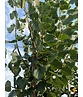 Winter-Linde 'Rancho' | Tilia cordata 'Rancho'