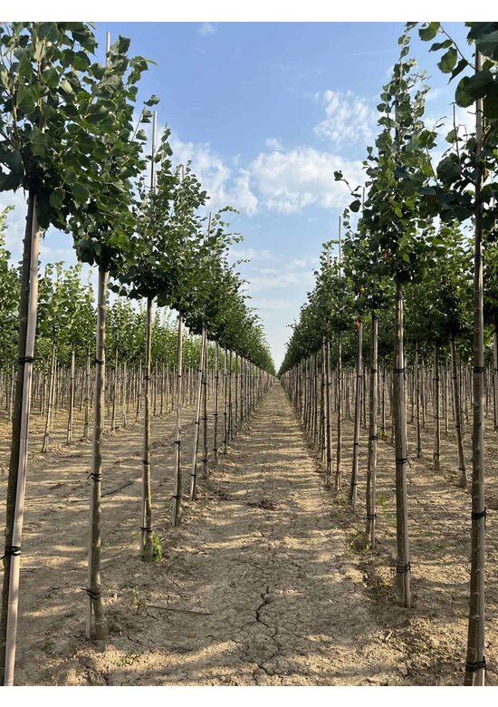 Winter-Linde 'Rancho' | Tilia cordata 'Rancho'