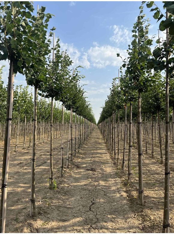 Winter-Linde 'Rancho' | Tilia cordata 'Rancho' Winter-Linde 'Rancho' | Tilia cordata 'Rancho'