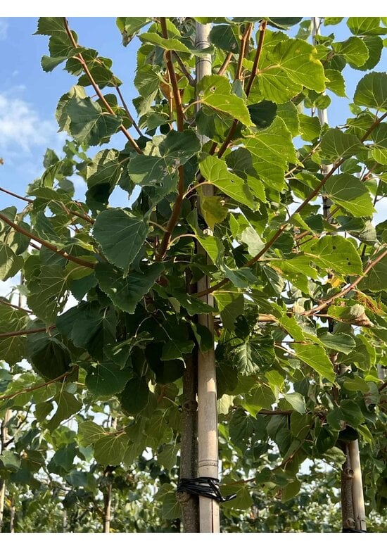 Winterlinde 'Winter Orange' | Tilia cordata 'Winter Orange'