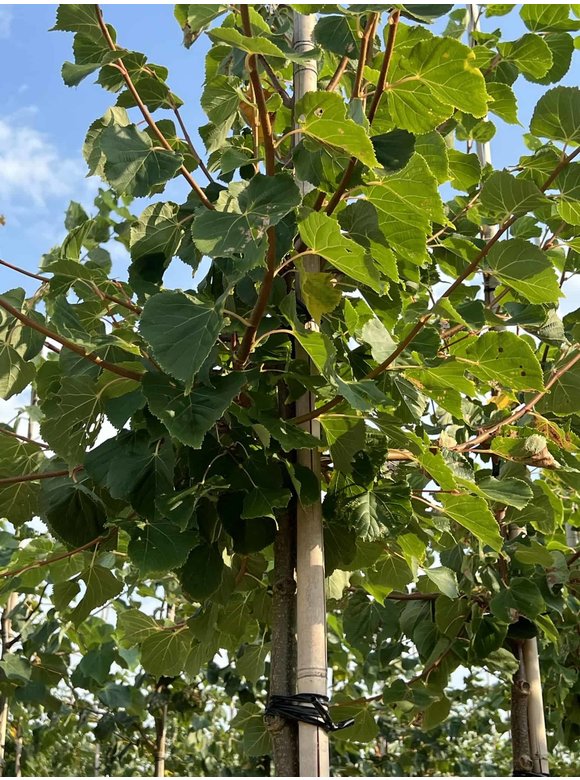 Winterlinde 'Winter Orange' | Tilia cordata 'Winter Orange' Winterlinde 'Winter Orange' | Tilia cordata 'Winter Orange'