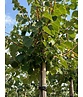 Winterlinde 'Winter Orange' | Tilia cordata 'Winter Orange'