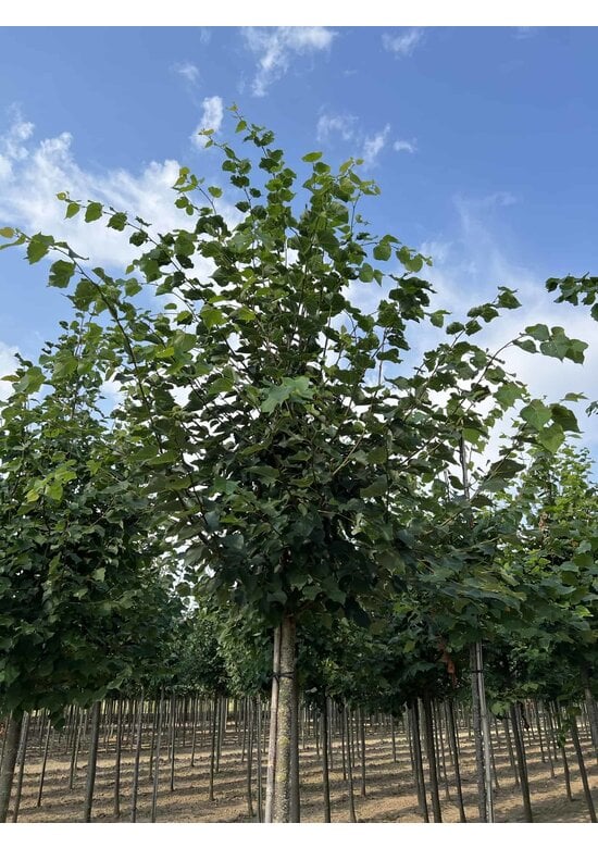 Winterlinde Baum | Tilia cordata